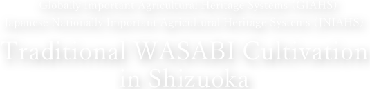 Traditional WASABI Cultivation in Shizuoka