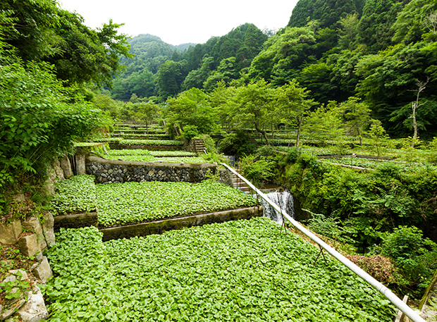 わさび田と環境 世界農業遺産 日本農業遺産 静岡水わさびの伝統栽培