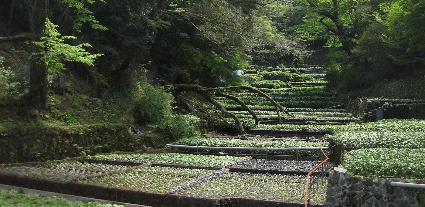 伊豆市 世界農業遺産 日本農業遺産 静岡水わさびの伝統栽培